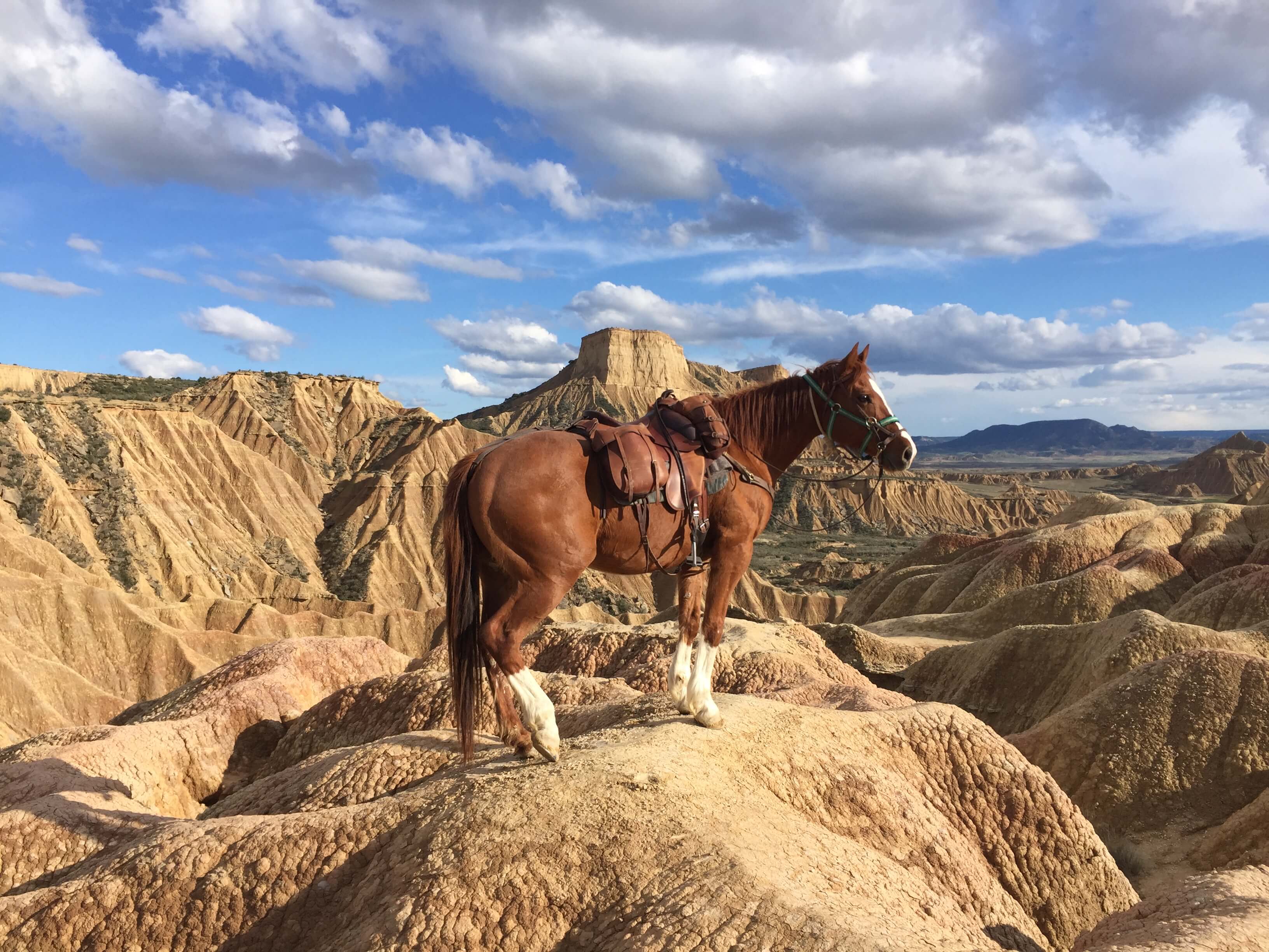 cheval dans le désert